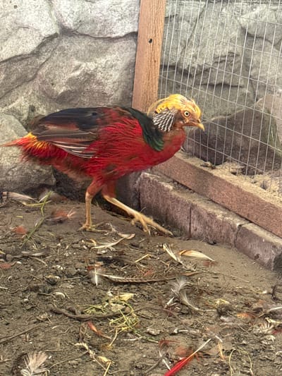 A golden pheasant is in a dirt enclosure with a stone wall and wire mesh. The pheasant has vibrant red and gold plumage. Its head is turned to the side, with its eye visible. The ground is covered in dirt, scattered feathers, and dried grass. A wooden beam runs horizontally across the bottom of the image. The scene appears to be outdoors, possibly a coop or aviary, in what could be a rural or semi-rural setting in Heniivka, Ukraine. There are no people or visible text in the image. The lighting suggests it is daytime, and the weather appears dry.