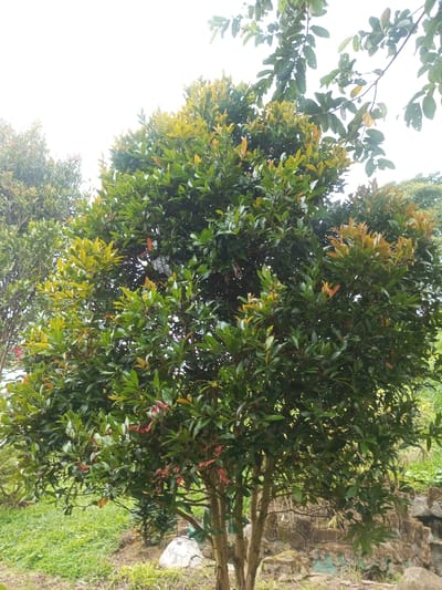 A lush tree with vibrant green leaves dominates the frame. Some leaves exhibit yellow and reddish hues, particularly at the top. The tree possesses a stout trunk composed of multiple branches emerging from the base. The surroundings include green grass and other vegetation. A glimpse of the sky suggests overcast conditions. Additional trees are visible in the background, completing the natural scene. Some stonework appears at the base of the tree on the right.
