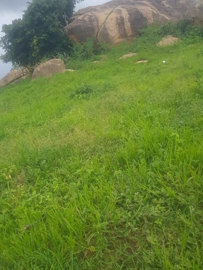 This media file depicts a natural outdoor scene in Barakin Angundi, Nigeria. The foreground is dominated by lush, green grass, suggesting a time of year with ample rainfall and growth. Scattered among the grass are small, white wildflowers, adding a touch of detail to the verdant landscape.

In the background, large, weathered rocks rise up, characteristic of the terrain in the region. A mature tree with dense foliage stands prominently amidst these rocks, its branches reaching towards a cloudy sky. The overall impression is one of a serene, natural environment, possibly a hillside or rocky outcrop.

There is no clear activity or event taking place; the image appears to be a static capture of the landscape. The time of day is indeterminate, but the lighting suggests it is daytime. The weather seems to be overcast or cloudy, as there are no strong shadows. No people or discernible objects are present in the scene, apart from the natural elements of grass, wildflowers, rocks, and a tree. There is no visible text within the frame. The scene evokes a sense of tranquility and the raw beauty of the natural world in Barakin Angundi.