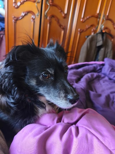 The image displays a black-furred dog with a greying muzzle and brown eyes, resting on vibrant purple, crumpled bedding. The dog's head is turned towards the right, with its gaze directed forward. Its fur, particularly around the head, appears slightly disheveled. The setting is an interior space in the city of Icod de los Vinos, Spain. In the background, two ornate dark wood wardrobe doors with decorative carvings and light-colored handles are visible. A tan or brown jacket hangs on a hanger from the rightmost wardrobe door. No human subjects or active interactions are depicted. The scene is static, illuminated by ambient interior light.