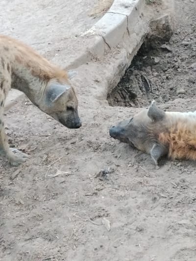 The scene depicts two hyenas in an arid, dirt-laden enclosure within Garun Gawa, Nigeria. One hyena, with light brown and tan fur, stands partially visible on the left, its head lowered and gaze directed towards the second hyena. The standing hyena's front left paw is visible. The second hyena, exhibiting similar coloration but appearing lighter, lies on its side in a submissive or relaxed posture on the dirt ground, facing the standing animal with its head slightly raised. A concrete barrier, partially broken and worn, spans the mid-background, with a darker, eroded ditch or depression behind it. The ground consists of dry, light brown soil with scattered small debris and minor irregularities. No human figures are present.