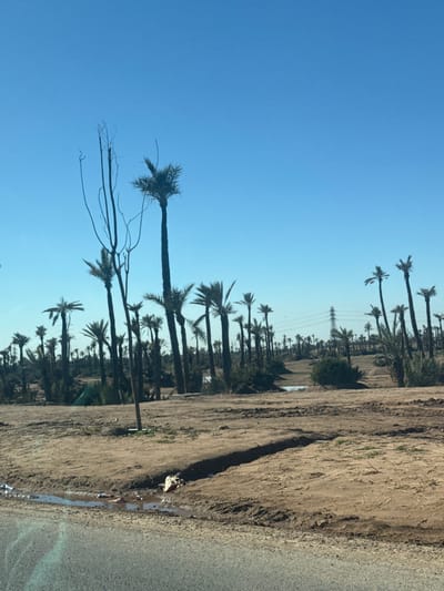 The image depicts a vast outdoor landscape in Ouahat Sidi Brahim, Morocco, under a clear, bright blue sky. The foreground reveals a paved surface, likely a road, at the bottom, above which is a strip of light brown, disturbed earth. A small, irregular puddle containing debris, including white and reddish items, is present in a depression within the dirt on the left. A distinct, shallow trench runs diagonally through the dirt from the mid-left towards the mid-right.
The midground and background are dominated by a dense grove of numerous palm trees with tall, slender trunks and green fronds, extending across the frame. Some trees are taller and more prominent, such as a particularly tall palm in the center-left. Adjacent to this tall palm, a bare, leafless tree with upward-reaching branches stands. The ground within the grove is primarily light brown earth with scattered patches of low-lying, sparse green vegetation and shrubs. In the upper-right quadrant, a tall, grey electrical transmission tower (pylon) is visible in the distance, partially obscured by the palm trees, with power lines extending horizontally. Two additional, smaller puddles or reflective areas are visible deeper within the palm grove. No individuals or animals are present in the scene, and no explicit actions or interactions are depicted.