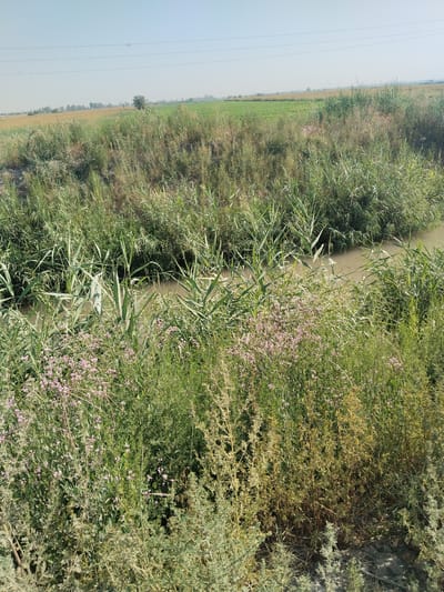 A medium-shot, eye-level, wide-angle photograph captures a rural scene in Tashlak, Uzbekistan. The foreground is dominated by dense, tall green vegetation, including reeds and grasses, with scattered small pink wildflowers. A narrow, muddy brown stream flows diagonally from the upper left to the middle right of the frame, partially obscured by the vegetation. Beyond the immediate vegetation, the landscape opens up to fields of varying shades of green and yellow under a pale blue, hazy sky. Power lines are visible in the distance, stretched across the sky, and a lone tree stands in the middle ground. The overall impression is one of a natural, undeveloped agricultural or wetland area.