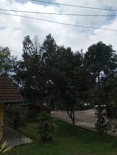 The image depicts an outdoor scene in Tagtse Tashidingkha, Bhutan, under an overcast sky with visible white and grey clouds. Three dark utility lines traverse the upper portion of the frame. The left foreground shows the light-colored wall and brown tiled roof of a building, with a grey paved patio featuring interlocking pavers immediately adjacent to it. A vibrant green lawn, interspersed with various shrubs including a prominent spiky-leaved plant, occupies the lower-left and central foreground, sloping gently upwards towards the right.
Dominating the midground and extending into the background are numerous tall trees with dense, dark green foliage, some obscuring distant structures. One slender tree in the upper-left-midground is largely bare of leaves. A light-colored paved or gravel road cuts across the mid-right. On this road, a white van is parked on the right, partially obscured by a tree. Adjacent to the van, a person wearing a light-colored hoodie or jacket is seated on a light-colored scooter or motorcycle, facing away from the camera. The scene is illuminated by natural daylight, casting soft shadows. No other individuals or specific interactions are discernible.