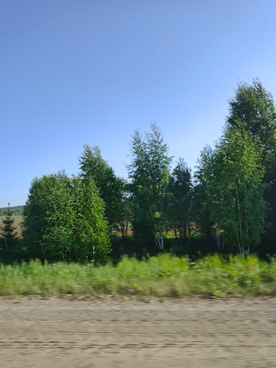 The image depicts a landscape with a clear blue sky above a line of green trees. In the foreground, there is a blurred stretch of dirt ground, suggesting movement, perhaps from a vehicle. A line of grass separates the dirt ground from the trees. The trees vary in size and type, some appearing to be birch trees with white bark. In the background, there is what seems to be a field and more distant trees. The location is presumed to be near Pakli, Russia. The image appears to be taken from a moving vehicle.