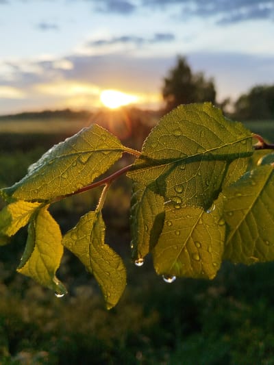 In the city of Sverdlovskiy, Russia, an image captures a close-up view of green leaves with dew drops on them, illuminated by the setting sun. The sun, a bright orb, is positioned in the upper left portion of the frame, casting a warm glow and creating lens flares. The leaves, detailed with visible veins, are the primary focus, with water droplets reflecting the sunlight. In the background, a blurred landscape suggests a field or meadow under a sky with clouds. The overall impression is a serene, natural scene at dusk.