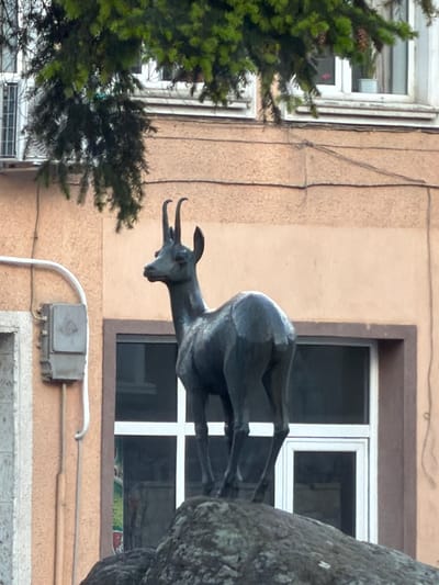 The media file displays a dark-colored sculpture of a chamois (a type of goat-antelope) set against a building facade. The image is oriented such that the building appears on its side, but if mentally rotated 90 degrees counter-clockwise, the chamois is depicted in a horizontal, dynamic pose, seemingly leaping or climbing.
The sculpture, crafted from a dark material (possibly bronze or painted metal), shows the animal's head with short, curved horns, its neck, and part of its body. It extends from a larger, rough-textured, dark element on the right side of the frame (which would be the right if upright).
The background consists of a building with a light beige or peach-colored, textured stucco wall. To the right of the chamois, a prominent window with a dark frame and white mullions forming a cross is visible. On the far left, a lush green coniferous tree partially obscures another, narrower window. Below the sculpture, white electrical conduit pipes and a gray utility box are attached to the building wall, with dark wires running across the surface.
The scene takes place during the daytime, under conditions where direct sunlight is not apparent. There are no people visible, nor is any specific activity taking place beyond the static display of the sculpture. No text is visible in the image. The presence of a chamois sculpture aligns with the geographical context of Devin, Bulgaria, which is known for its mountainous terrain.