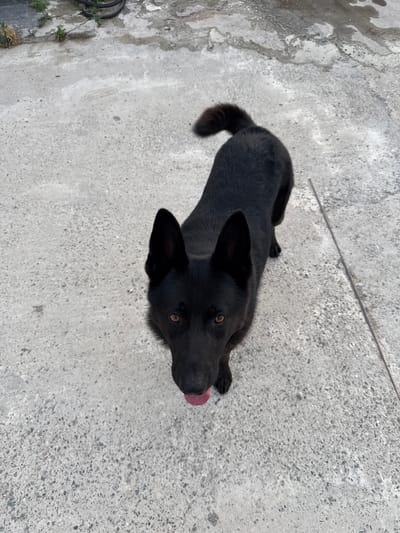 A black dog is standing on a concrete surface, its tongue sticking out slightly. The dog is facing the camera with its head tilted. The concrete appears to be outdoors, with some patches of dirt and debris visible. In the background, there is a hint of greenery and a dark hose or cable. The scene is located in Khazar Raion, Azerbaijan.