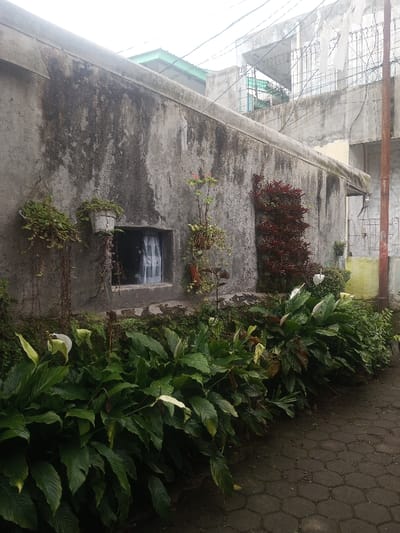 A weathered gray wall, stained and cracked, features a small, rectangular window with white curtains. Two potted plants hang near the window, with another climbing plant on the wall. A vertical arrangement of red leaves adds color. Lush, green Peace Lily plants with white flowers fill the foreground. A paved walkway extends into the distance. Beyond the wall, a building under construction is visible with exposed rebar and gray concrete. Overhead wires stretch across the sky.
