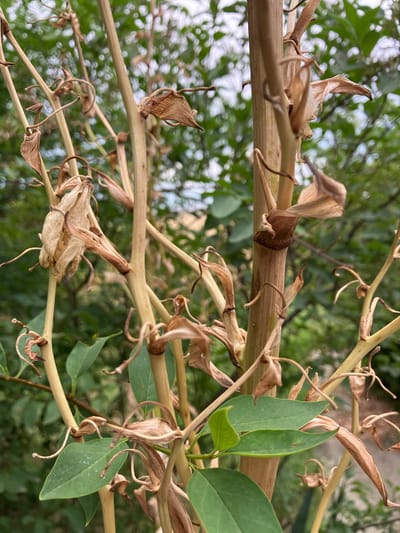 This is a close-up, eye-level medium shot of a plant with dried flower remnants and some green leaves. The plant's stems are a light brown and appear to be woody. Many of the dried flower parts are papery and curled, with a few remaining intact and cone-shaped. There are also several green, ovate leaves interspersed among the dried material. The background is out of focus, showing a blur of green foliage and some brighter, lighter areas that could be sky or dappled sunlight. The lighting suggests it is daytime, possibly late afternoon due to the soft light. The overall impression is of a plant in its post-flowering stage, perhaps towards the end of summer or early autumn. No people, text, or specific location cues beyond the general Mediterranean flora are visible. The scene is natural and outdoor, typical of a garden or wild setting.