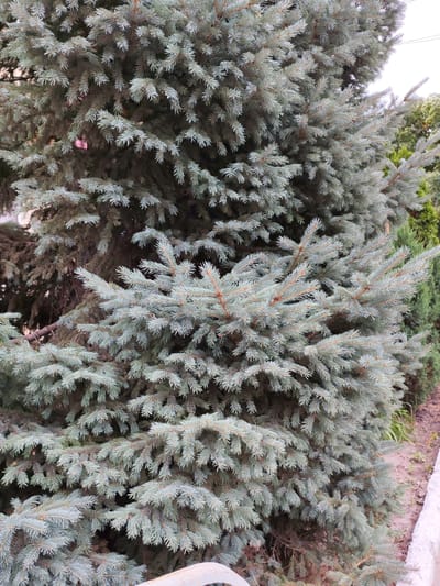 A close-up, eye-level shot of a blue spruce tree showcases its dense foliage with needle-like leaves. The needles exhibit a silvery-blue hue, typical of the species, and are tightly clustered on the branches, creating a textured appearance. The tree is outdoors, with hints of other greenery and a stone border visible in the background, suggesting a garden or park setting. The lighting appears to be natural daylight, illuminating the needles and casting subtle shadows. No people or animals are present in the frame. The overall impression is one of lush, natural growth. Without further information, the precise location in Volsk, Russia cannot be definitively determined, but it appears to be a well-maintained outdoor space.