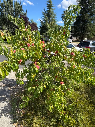 A peach tree laden with ripe peaches is the central focus of this image, set against a backdrop of a suburban street in Rocklin, California. The tree is lush with green leaves, and its branches are heavy with numerous red and pink peaches, many of which are partially obscured by the foliage. The tree is situated on a patch of ground covered in a mix of grass and small stones, adjacent to a paved sidewalk. In the background, a street is visible, with a white car and a dark grey SUV parked along its side. Several mature trees, including tall evergreens and a tree with dark red foliage, stand behind the peach tree, contributing to the residential setting. The sky above is bright blue with scattered white clouds, indicating a clear, sunny day. No people are visible in the image.