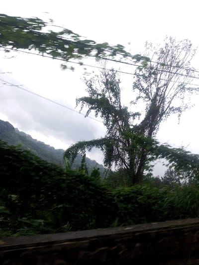 A lush, overgrown landscape is portrayed with a focus on dense foliage. The overcast sky and rolling hills in the background suggest a humid, tropical setting. Prominent is a tree with uniquely angled branches, seemingly draped with vines. A blur in the foreground and across the top implies motion, like a view from a moving vehicle. The scene captures a moment of natural beauty, slightly obscured by the constraints of its capture.