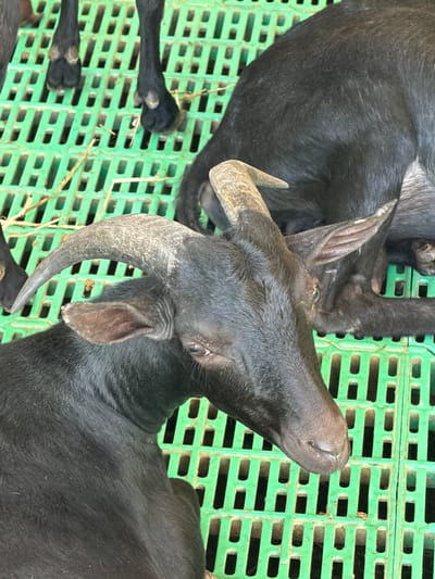 A close-up, overhead view shows the head and part of the body of a black goat lying on a green, slatted plastic surface. The goat's head is turned to the right, its face and a curved horn clearly visible. The goat's eye is a striking blue-green color. The slatted surface appears to be part of an enclosure or pen, with strands of dried grass visible between the slats. In the background, another black goat is partially visible, lying down. The scene is dimly lit. The location is identified as Krimovice, Montenegro.