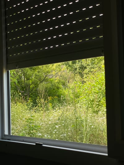The image shows a view through a window with a partially lowered roller shutter. The shutter is dark gray and has horizontal slats with small gaps, allowing glimpses of greenery and sunlight. Outside the window, a lush, overgrown natural landscape is visible, dominated by various shades of green foliage, tall grasses, and white wildflowers. In the background, trees create a dense canopy. The scene appears to be in an outdoor, rural or semi-rural setting, consistent with a location like Staevtsi, Bulgaria, where such natural, unmanicured vegetation would be common. There are no people or discernable human activity in the image. The lighting suggests it is daytime.