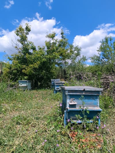 In Kozare, Bulgaria, on a sunny day with a bright blue sky dotted with fluffy white clouds, a beekeeping apiary is situated in a grassy area. Several blue wooden beehives are arranged in the foreground and midground, some appearing weathered. The hives are surrounded by lush green grass interspersed with small purple wildflowers. Tall trees with dense green foliage dominate the background, creating a natural and slightly wild environment. The scene evokes a sense of rural tranquility and agricultural activity.