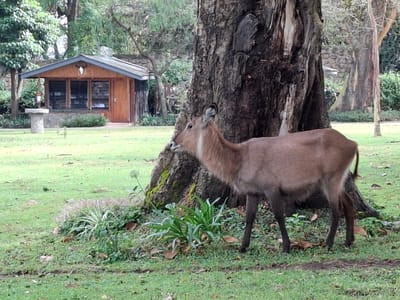 The image shows a waterbuck, a large antelope native to Africa, standing near a tree in a park in Karagita, Kenya (latitude: -0.772, longitude: 36.421). The waterbuck is facing to the left and is partially obscured by the tree trunk. Its brown fur is visible, along with its long, slender legs. The tree is large and has a rough bark. The grass is green and lush, indicating a well-maintained park setting. A small wooden building with a gabled roof is visible in the background.  It has a white stucco exterior and a brown wooden door. The building is surrounded by trees and shrubs.
