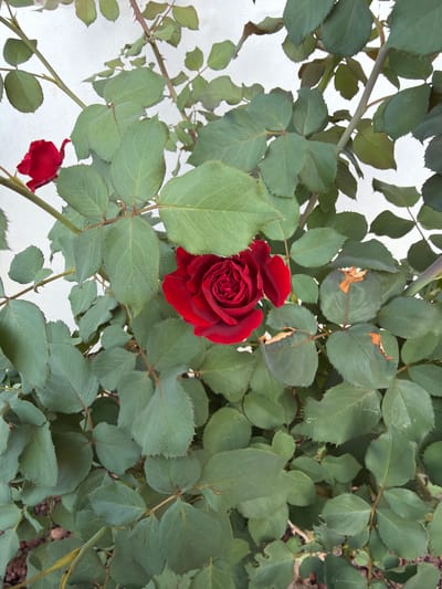 A red rose blooms amidst lush green foliage against a white background. The rose, a vibrant crimson, is in full bloom, its petals tightly furled in the center and gradually opening outwards. Surrounding the rose are numerous oval-shaped leaves, varying in shades of green, some with slightly serrated edges. A few of these leaves show signs of browning and damage, particularly along their edges. The rose bush appears to be growing outdoors, possibly in a garden, with the white background suggesting a wall or a fence. The image was taken in Gedera, Israel, indicating a Mediterranean climate where such flowers are commonly cultivated. There are no people or animals present in the scene.