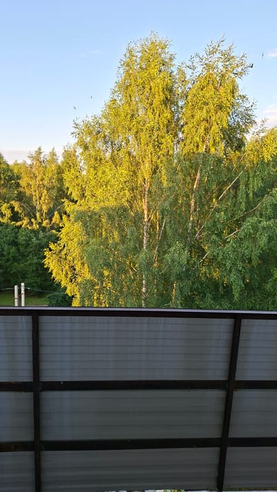 The image depicts a scene outdoors, featuring a large tree with vibrant green and yellow foliage, illuminated by warm sunlight. The tree is the dominant subject, with its branches and leaves filling a significant portion of the frame. To the right of the tree, a section of a building's exterior is visible. This structure appears to be made of corrugated metal panels, supported by a dark metal frame, suggesting it might be a shed, garage, or covered outdoor area. The sky is a clear, pale blue, with a few wispy clouds. Several birds are visible in flight against the sky, adding a sense of movement to the scene.

The lighting suggests it is either early morning or late afternoon, due to the golden hue of the sunlight filtering through the leaves. The presence of lush greenery and the warm light indicate a pleasant weather condition, likely during the warmer months of the year. The overall atmosphere is serene and natural, with the man-made structure providing a contrast to the organic elements of the tree and sky. No text is visible in the image. The scene appears to be located in a rural or suburban area, given the prevalence of trees and the type of building shown.