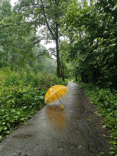 A yellow umbrella with a leaf pattern lies open on a wet paved path in a forest. The path is surrounded by lush green foliage and tall trees, suggesting a damp, possibly rainy day. The umbrella is partially submerged in a puddle of water. The scene appears to be in a natural or park-like setting, possibly within the city of Gorka, Russia.
