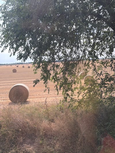 The image depicts a rural landscape in Foktő, Hungary, characterized by a harvested field dotted with numerous round hay bales. The foreground features dry, overgrown vegetation and branches of a leafy tree partially obscuring the view. In the middle ground, several hay bales are visible, with one prominent bale in the lower left quadrant. The background displays a wider expanse of the field with more hay bales scattered across it, leading to a distant horizon under a hazy sky. The scene appears to be a typical agricultural setting following a harvest.