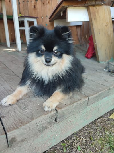 A Pomeranian dog with black and tan fur lies on a weathered wooden deck. The dog is in the foreground, facing the camera with its front paws extended. The deck is made of green-painted planks, some of which are cracked and aged. In the background, a wooden fence and part of a structure can be seen. The environment appears to be outdoors, possibly a backyard. There are no people visible in the image. The location is identified as Novaya Ivanovka, Russia.