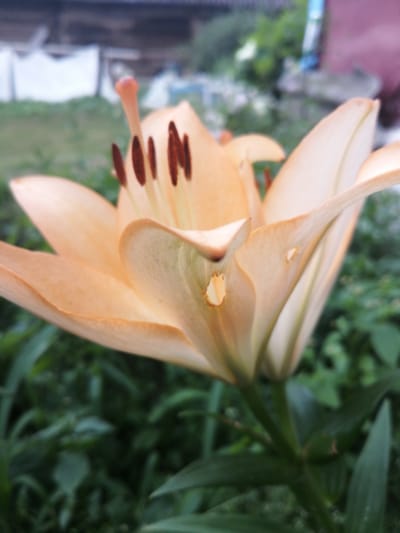 The image shows a close-up, low-angle view of a peach-colored lily flower in bloom. The flower is in the foreground, with its petals unfurled and stamen visible at the center. The background is blurred, showing green foliage and hints of structures that suggest an outdoor, possibly garden or rural, setting. The lighting is natural, and the focus is sharp on the flower, drawing attention to its delicate texture and form. The scene appears to be in a natural environment, consistent with an outdoor location within the Доўгаўскі сельскі Савет, Belarus, likely a garden or a naturalized area. There are no people or animals visible in the image.