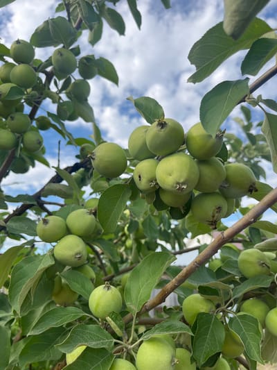 The image shows a close-up view of a branch laden with unripe green apples. The apples are small and round, with smooth skin. They are clustered together in groups, some hanging individually and others in bunches. The leaves of the apple tree are a vibrant green, and some are partially obscuring the fruit. In the background, a blue sky with scattered white clouds is visible, suggesting an outdoor setting on a bright day. The overall impression is one of natural abundance and the early stages of fruit development. There are no people or any man-made objects visible in the frame that would indicate a specific location within the city of Kovriga, Russia.