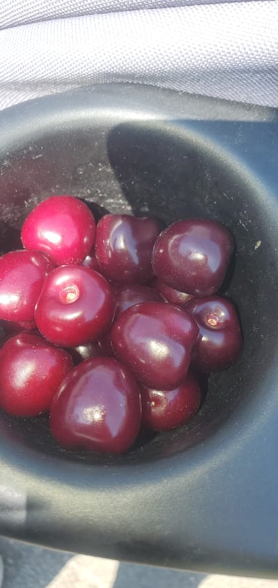 This media file shows a close-up of a dark container filled with ripe cherries. The cherries are a deep red color and appear plump and glossy, with some reflecting the light. The container itself is black and has a slightly textured surface. To the left of the container, a light-colored, textured fabric is visible, possibly a picnic blanket or a bag. The lighting suggests it is daytime, with sunlight creating highlights on the cherries and casting shadows. The background is out of focus, but hints at an outdoor setting. The overall scene appears to be a simple, casual moment, perhaps someone enjoying a snack outdoors. There is no visible text in the media file. The context of Achern, Germany, suggests this is a European setting.