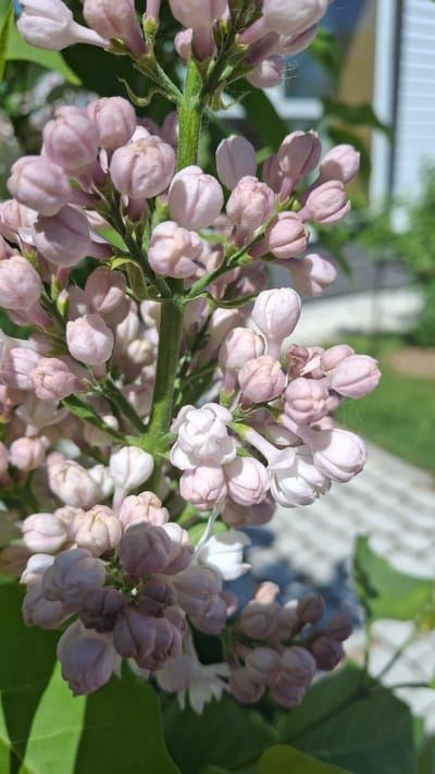 The image shows a cluster of lilac flowers in the budding stage. The flowers are predominantly light pink with some starting to bloom into white. Green stems and leaves are visible. The location and specific details related to the city of Oliki, Russia, are not discernible from the image.