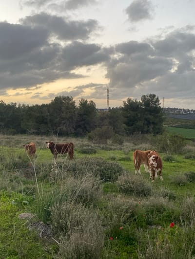 A landscape scene unfolds under a cloudy sky. A row of trees bisects the image, with a faint transmission tower visible behind. Grass and bushes fill the lower portion of the frame, interspersed with scattered red poppies. Brown and white cows graze amidst the greenery, their bodies angled slightly away from the viewer. The overall composition presents a rural setting.