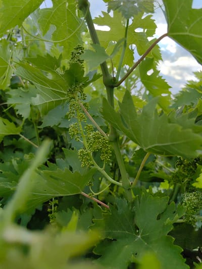 The image shows a close-up view of grapevines with developing grape clusters. The vines are characterized by vibrant green leaves, some of which are serrated along the edges. The grape clusters, small and light green, are visible hanging from the stems. The background features a soft focus of green foliage and a glimpse of the sky with clouds, suggesting an outdoor, agricultural setting. The scene is devoid of any human presence or activity. The location is specified as Ароматновское сельское поселение, Ukraine, indicating a rural or semi-rural area likely dedicated to viticulture.