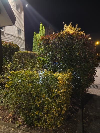 Bushes and trees with green and yellow foliage dominate the right side of the scene, contrasting with the dark night sky. A building with white siding and a dark roofline is visible on the left. A row of conifer trees extends upwards behind the building. Street lights are seen through the trees. The image is shot from a low angle and rotated to the left.