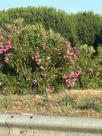 The image depicts a dense hedge of green foliage, possibly cypress trees, dominating the background under a clear blue sky. In the foreground, a flowering bush with numerous small pink blossoms is prominent, interspersed with its own green leaves. The ground in front of the flowering bush is covered in dry, light-brown grass and sparse green vegetation. A weathered gray concrete barrier with dark circular indentations runs along the bottom of the frame, suggesting a roadside location. Based on the presence of Mediterranean vegetation and a roadside barrier, this scene could plausibly be located in Oeiras, Portugal, a coastal municipality in the Lisbon district known for its varied flora and infrastructure. There are no people or animals visible in the image.