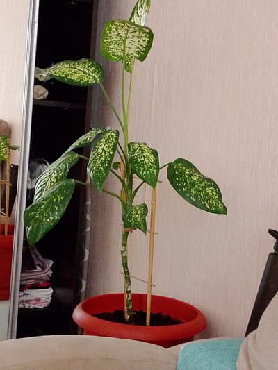 An indoor scene features a tall Dieffenbachia plant in a red plastic pot. The plant has large, variegated green and white leaves and is supported by two bamboo stakes. To the left of the plant, a mirrored closet door reflects a dark interior with stacked items of clothing. The background wall is a light pink, textured surface. A portion of a light-colored sofa is visible in the lower foreground. The scene is indoors, suggesting a residential setting within the city of Nefteyugansk, Russia.