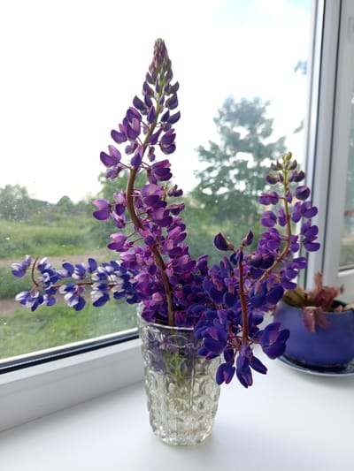 A bouquet of lupine flowers, primarily in shades of purple and some with white accents, is displayed in a clear, textured glass vase. The vase sits on a white windowsill, with a window in the background revealing an outdoor scene. Through the window, a blurred landscape of greenery, trees, and a cloudy sky is visible. To the right of the vase, a blue ceramic pot with a plant can be seen. The setting appears to be a domestic interior, possibly a home in Gdov, Russia, given the context. There are no people or animals present in the image.