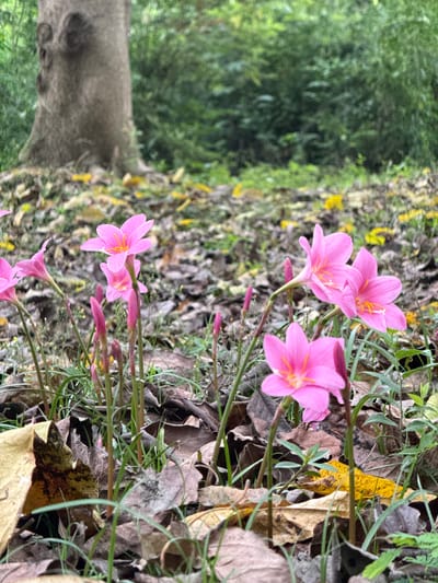 The image shows a close-up view of pink flowers growing amongst fallen leaves and grass. The location appears to be outdoors, possibly a garden or park in Chenghua District, China, although there are no specific landmarks to confirm this. There is a tree trunk in the background. No people, actions, or interactions are visible.