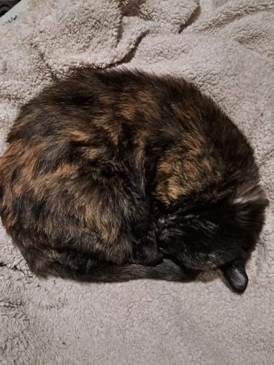 A tortoiseshell cat is curled up asleep on a light-colored, textured blanket. The cat is positioned in the center of the frame, occupying most of the space. Its head is tucked near its tail, forming a compact shape. The background is indistinct, only showing the blanket on which the cat lies. There is no indication of location in Vicente López, Argentina or any specific setting.