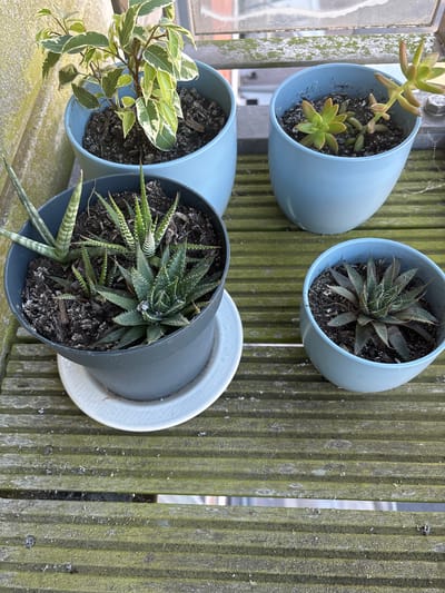 The image shows a collection of potted plants on a weathered wooden surface, likely a balcony or deck. There are four pots in total. The largest pot, light blue, contains a variegated plant with green and white leaves. To its right is another light blue pot with two small succulent plants. In the foreground, a dark gray pot holds several succulent plants of varying sizes, including one with distinctive white banding on its leaves. To the right of this, a smaller light blue pot contains another succulent. The wooden surface appears aged and green with moss or algae. The background is out of focus but suggests an urban environment with buildings and possibly a railing. The scene is illuminated by natural light, casting subtle shadows. There are no people or animals visible in the image. The location is not discernible from the image itself, therefore the mention of Cork, Ireland is not applicable.