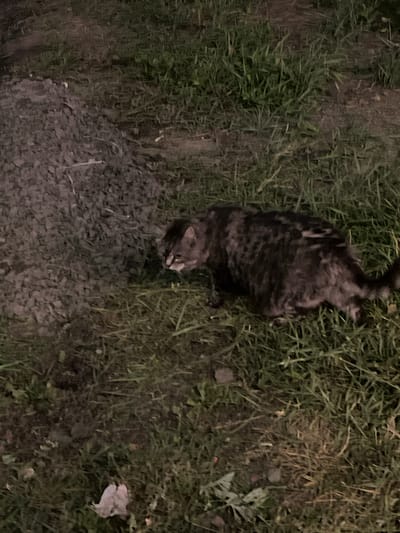A medium-sized, dark tabby cat with gray and black stripes is standing in short green grass next to a pile of dark gray gravel. The cat is facing left and its head is lowered as if it is eating or sniffing something on the ground. The environment appears to be outdoors, possibly in a yard or undeveloped area, given the presence of gravel and grass. The lighting suggests it is nighttime or a very dimly lit area. The location is specified as Strumivka, Ukraine.