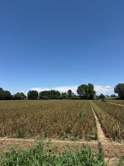 A wide shot of a dry, brown field in Elia, Greece, under a clear blue sky. The field appears to be harvested or nearing the end of its growing season, with rows of stalks stretching towards a line of trees in the distance. A green tractor is visible in the mid-ground, moving along a path within the field. The foreground features a strip of green grass.