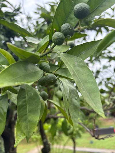 A close-up, eye-level shot captures a cluster of small, green, unripe citrus fruits on a tree branch, surrounded by lush green leaves. The fruits, varying slightly in size and texture, appear to be developing, with some showing faint bumps or imperfections on their surface. Droplets of water are visible on some of the leaves, suggesting recent rain or dew. The background is softly blurred, revealing more greenery and hints of a brighter, overcast sky. The overall impression is one of natural growth and freshness. The image was taken in Psyrdzkha, Abkhazia.
