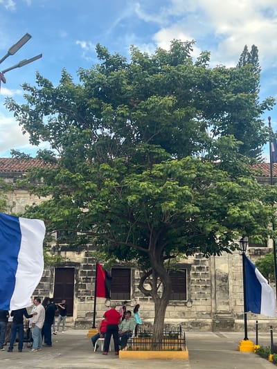 A wide shot captures a public space in León, Nicaragua, dominated by a large, leafy tree in the foreground. The background features a weathered stone building with arched doorways and windows, suggesting historical architecture. Several people are gathered in the space, some standing and conversing, while others are seated. Flags are visible, including a blue and white flag on the left side of the frame and another blue and white flag on a pole to the right, alongside a red and black flag in the center. The sky above is partly cloudy.