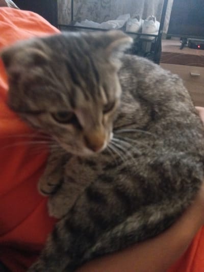 A grey tabby cat is being held in an orange cloth, possibly a shirt or blanket. The cat is looking down and to the right, with its paws tucked under its body. The background is blurry and appears to be an indoor setting, with a shelf holding white shoes and a television in the distance. There is no visible indication of the city of Tbilisskaya, Russia.