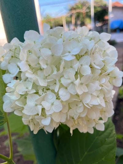 The media file displays a close-up, detailed view of a cluster of white hydrangeas. The flowers are the primary subject, filling most of the frame with their delicate, layered petals. Their white color is pure and bright, suggesting a sunny day, though the lighting is diffused, creating soft shadows that highlight the texture of the petals. In the background, out-of-focus elements suggest an outdoor setting. Hints of green foliage are visible, indicating the presence of leaves and stems connected to the hydrangeas. A blurry, out-of-focus background shows what appears to be a railing or fence, with some indistinct shapes of buildings or structures beyond, possibly indicating a balcony or garden setting. The overall mood is serene and natural, focusing on the beauty and detail of the flowers. No people or explicit text are visible in the image.