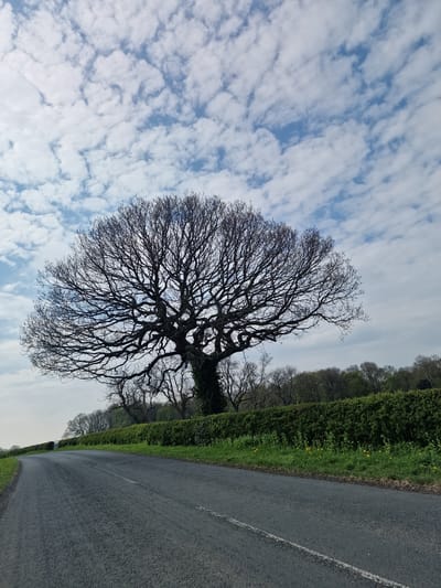The image depicts a rural scene in Framwellgate Moor, United Kingdom. An asphalt road runs from the bottom right corner into the distance. A grassy verge with a hedge line borders the road on the right. A large, leafless tree stands prominently on the left side of the road. The sky is partially covered with altocumulus clouds.