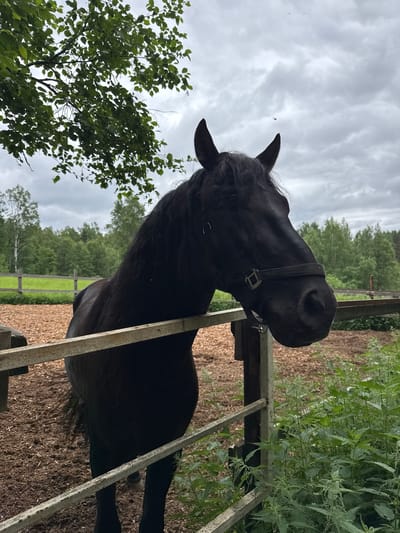 A black horse with a dark mane stands behind a wooden fence in an outdoor enclosure. The horse is wearing a black halter. The ground of the enclosure is covered in wood chips. In the background, there is a green field and a forest. The sky is overcast. The image appears to have been taken in a rural area, possibly a stable or a farm. There is no indication that this location is in the city of Mars, Russia.