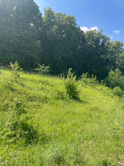 The image depicts a sunny day in a natural, grassy landscape. The foreground is dominated by a gently sloping meadow filled with tall green grass, dotted with small white and purple wildflowers. Several young trees and bushes are scattered across the field, with one prominent pine sapling to the left and a larger bush in the center. In the background, a dense line of mature, leafy trees forms a dark green wall, suggesting a forest or wooded area. The sky above is a clear, bright blue with a few wispy white clouds. The overall impression is one of a peaceful, rural environment, characteristic of a place like Солнечная Поляна, Russia. There are no people or animals visible in the scene.