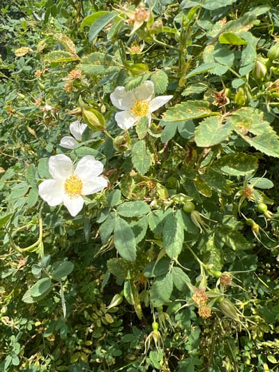 The image shows a close-up view of a flowering plant with white petals and yellow centers. The plant has green leaves, some of which show signs of yellowing or spotting. There are also several unopened buds and developing seed pods visible. The background consists of more foliage, creating a dense, natural setting. The lighting suggests it is daytime, with sunlight filtering through the leaves. The specific location in Yuryevka, Kyrgyzstan, is not discernible from the image itself.