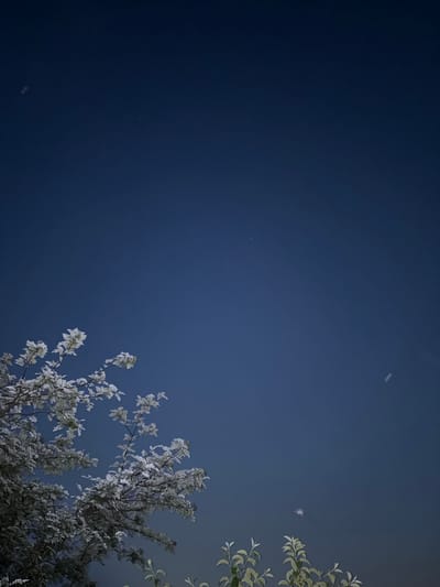 The image depicts a dark blue night sky with a few faint celestial bodies visible. In the lower left portion of the frame, a tree with light-colored leaves, possibly frosted or illuminated, is partially visible, extending upwards into the sky. In the lower right, some foliage from another plant is also visible. The scene is likely outdoors, given the presence of trees and the night sky. The location is specified as Panovka, Russia.